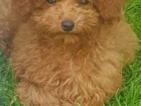 Toypudel Welpen aus seriöser Angemeldeter liebhaberzucht