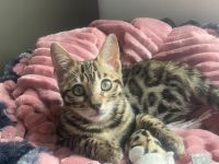 Flora Bengal Kitten Mädchen