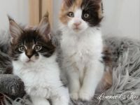 Wunderschöne reinrassige Maine Coon Kitten