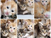 Maine Coon Kitten Katzenbaby Sachsen-Anhalt Halle Saale red-silver-tabby rot Kater