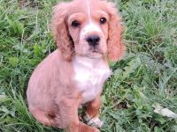 Cocker Spaniel Welpe