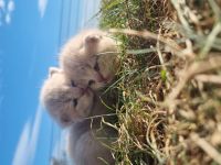 British Kurzhaar Kitten reinrassig