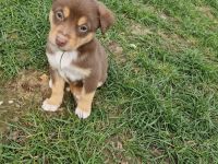 Australien Shepherd Mix Welpen