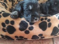 Zwergschnauzerwelpen