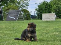 Deutsche Schäferhunde Welpen