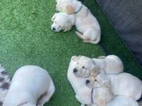 Reinrassige Labradorwelpen