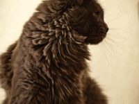 Reinrassige Maine Coon Dame auf der Suche