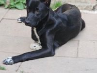 Socke sucht Ihre eigene Familie