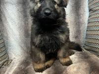 Altdeutsche Schäferhundwelpen