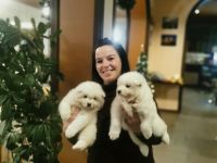 White Siberiansuny Samoyed Kennel