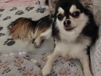 Chihuahua Rüde langhaar in Huskyfarbe geb.19.09.2024 hat sein Köfferchen gepackt