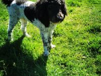 Labrador Doodle Welpen sind da