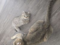Bezaubernde bkh Kitten