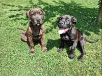 Boerboel - American Bully xl