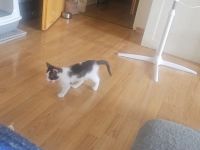1 Katzenkind 12 Wochen alt heißt Mia