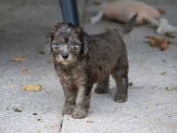 Aussiedoodle - Ein Traum auf 4 Pfötchen. Bezaubernde Welpen aus langjähriger+erfahrener Hausaufzucht
