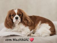 Cavalier King Charles Spaniel Hündin mit Ahnentafel
