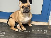Französische Bulldogge