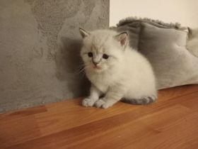 Ragdoll BKH EdelmixUnsere kleinen Kitten Junge und Mädchen suchen sich ein neues liebevolles Zuhause