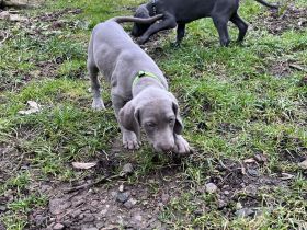 Weimaraner Welpen