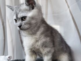 Britisch Kurzhaar Kätzchen