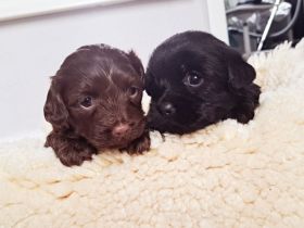 Bolonka-Dackelmischlinge