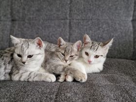 BKH Kitten Katzeneltern