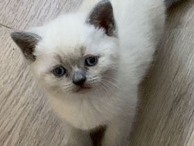 Britisch Kurzhaar Kitten