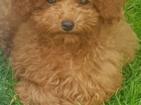 Toypudel Welpen aus seriöser Angemeldeter liebhaberzucht