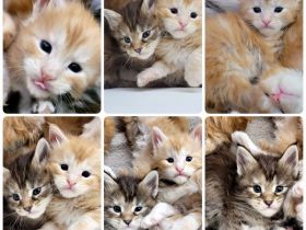 Maine Coon Kitten Katzenbaby Sachsen-Anhalt Halle Saale red-silver-tabby rot Kater