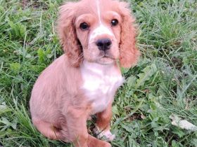 Cocker Spaniel Welpe