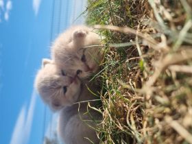 British Kurzhaar Kitten reinrassig