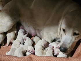 Weiß, beige Labrador welpen!