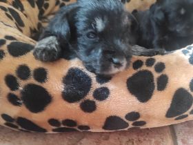 Zwergschnauzerwelpen