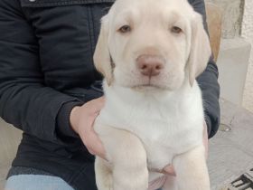 Labrador Welpen Hunde gelb Rüde Hund Appenzeller