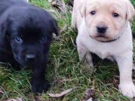 Labradorwelpen in Braun, Schwarz und Blond