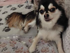 Chihuahua Rüde langhaar in Huskyfarbe geb.19.09.2024 hat sein Köfferchen gepackt