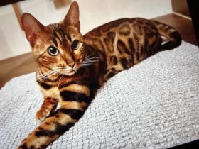 Wurfankündigung - Bengal-Kitten (TICA) - WorldChampion im Stammbaum