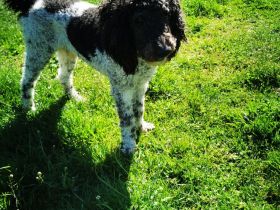 Labrador Doodle Welpen sind da