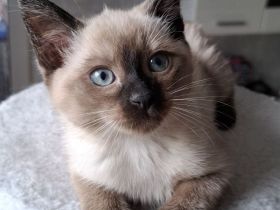 Reinrassige Siamkitten