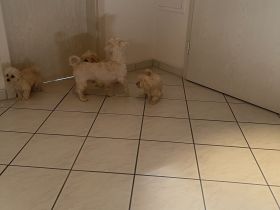 Maltipoo Welpen