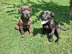 Boerboel - American Bully xl