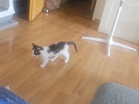 1 Katzenkind 12 Wochen alt heißt Mia