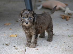 Aussiedoodle - Ein Traum auf 4 Pfötchen. Bezaubernde Welpen aus langjähriger+erfahrener Hausaufzucht